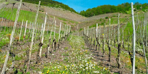 Vite & Vino aggiorna sulle tecniche di agricoltura biologica nel settore vitivinicolo