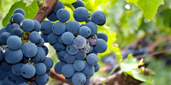 Vite & Vino tratta la difesa della Vite