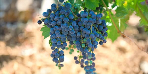 Vite&Vino racconta l'evoluzione dei mercati