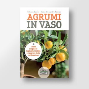 Agrumi in vaso