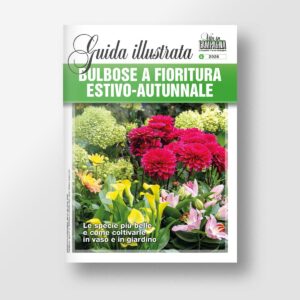 Bulbose a fioritura estivo-autunnale
