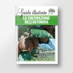 La coltivazione dell'actinidia