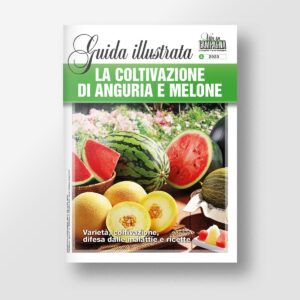 La coltivazione di anguria e melone