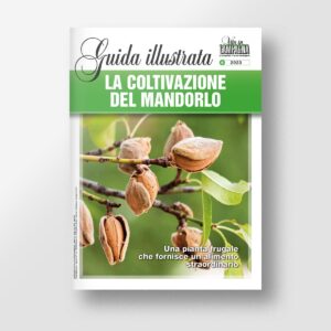 La coltivazione del mandorlo