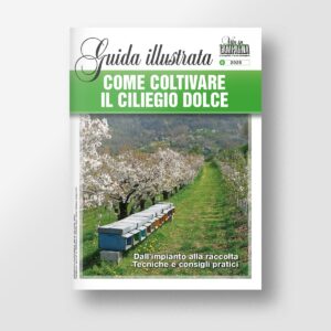 Come coltivare il ciliegio dolce