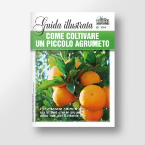 Come coltivare un piccolo agrumeto