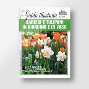 Narcisi e tulipani in giardino e in vaso