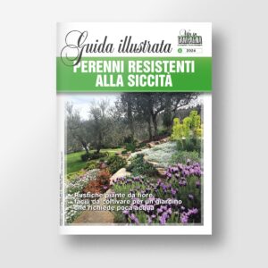 Perenni resistenti alla siccità